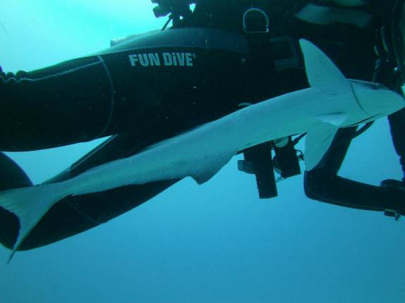 Rêmora nada próxima da Ana em mergulho em Playa del Carmen, no litoral do Yucatán, no México